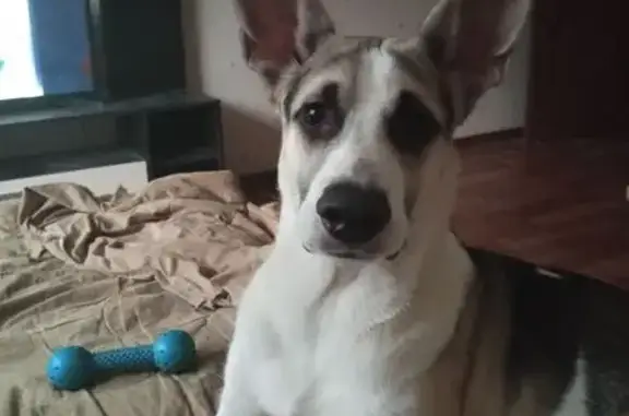 Собаки потеряшки, Рязань, фото: Потеряшка собака, ул. Новосёлов 25, Рязань