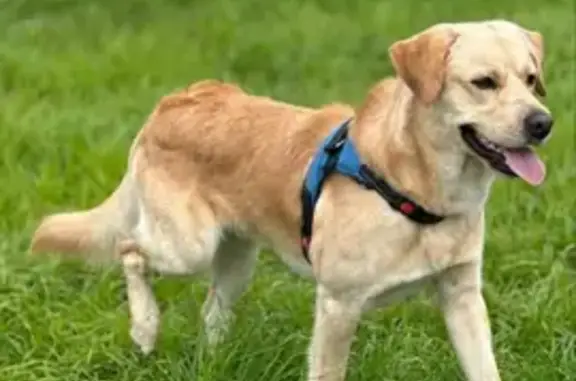 Пропала собака, ул. Ломоносова, Полярные Зори