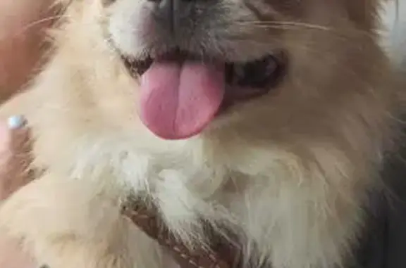 Собаки потеряшки, Новосибирск, фото: Потеряшка собака, ул. Тюленина 1/2, Нск