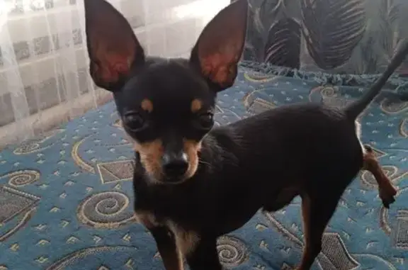 Собаки потеряшки, Джубга, фото: Потеряшка собака в Джубге, Набережная 6/6а