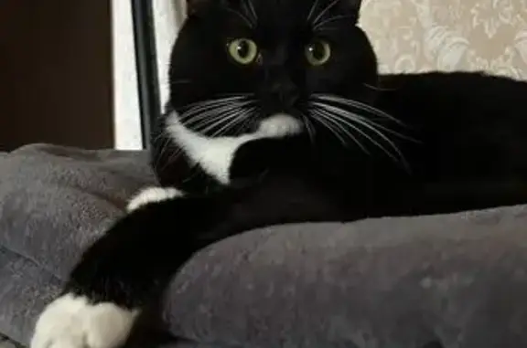 Кошки потеряшки, Усинск, фото: Потеряшка кошка, Строителей 3А, Усинск