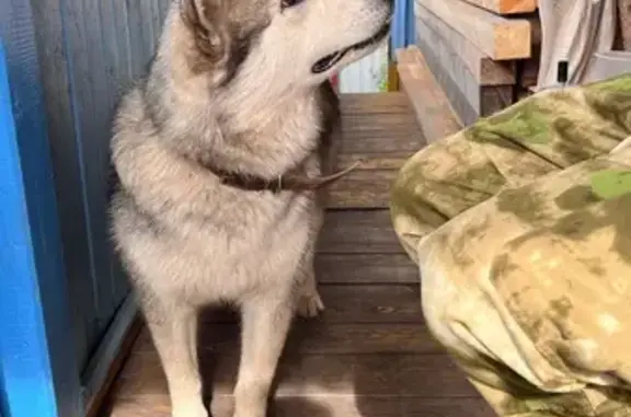 Найдена собака, Маганский сельсовет, фото: Найдена собака, СНТ Мечта, Петряшино