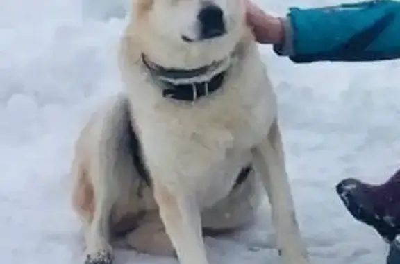 Пропала собака в районе хутора, Борский район