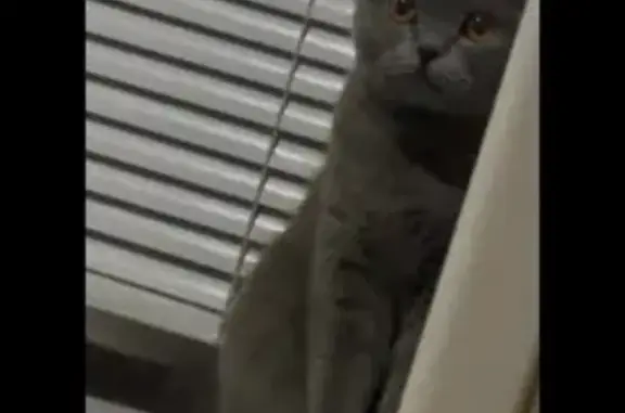 Кошки потеряшки, Армавир, фото: Потеряшка кошка, ул. Ефремова 228, Армавир