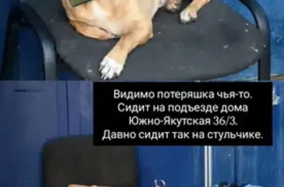 Найденные животные Нерюнгри, фото: Собака найдена: Южно-Якутская 36/3