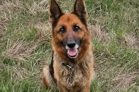 Пропала овчарка Линда, Автобусная 92, Хб.