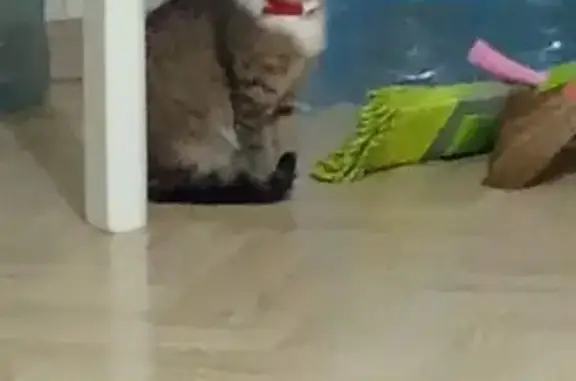 Пропала кошка, Хандадаша Тагиева 33З