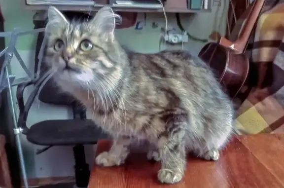 Пропала кошка, Бульвар Болотова, Пущино