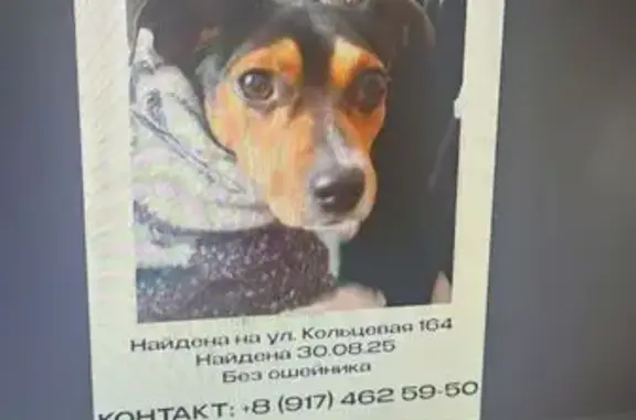 Собака найдена: Кольцевая ул., 164, Уфа
