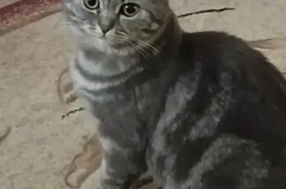 Кошки потеряшки, Таганрог, фото: Потеряшка кошка, Лермонтовский пер. 24