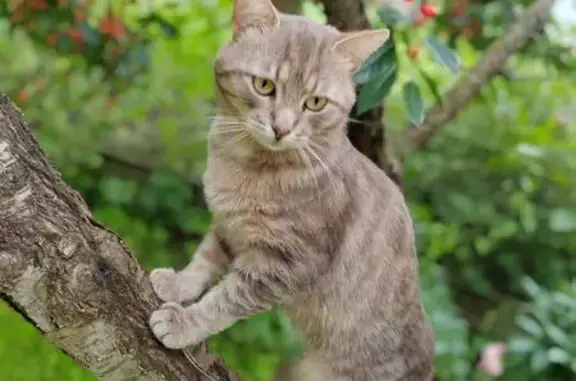 Кошки потеряшки, Выкса, фото: Потеряшка кошка, ул. Глинки, 19, Выкса