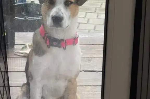 Найдена собака, Брянская область, фото: Найдена собака, Брянская обл., 15К-822