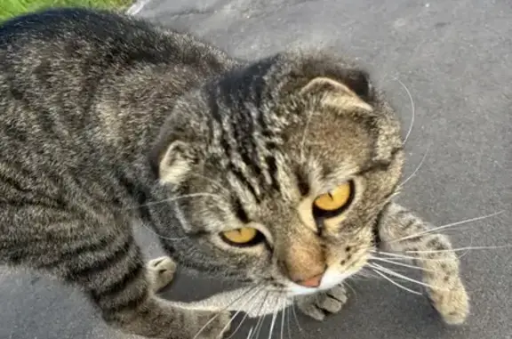 Кошка найдена, ул. Радио, 14, Электросталь