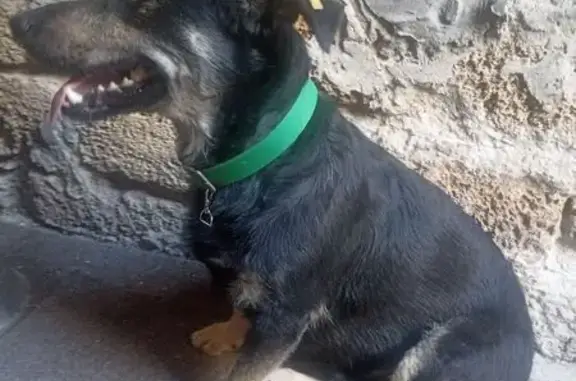 Собака найдена у ТЦ Сокол, Ростов-на-Дону