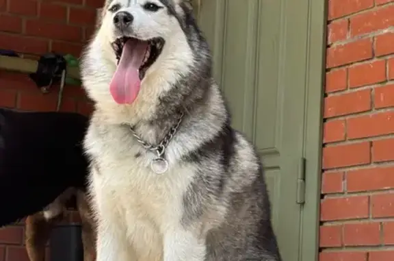 Найдена собака, Химки, фото: Найдена собака, Успенская 27/1, Химки