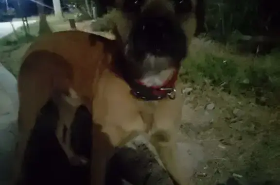 Найдена собака, Голубицкая, фото: Собака найдена: Советская ул., Голубицкая