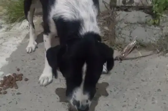Найдена собака, Голубицкая, фото: Собака найдена: Советская ул., Голубицкая