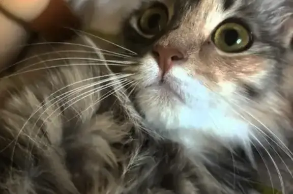 Кошки потеряшки, Коломна, фото: Потеряшка кошка, ул. Калинина, 35, Коломна