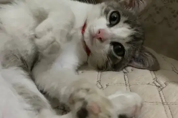 Кошки потеряшки, Карабулак, фото: Потеряшка серая кошка, Степная ул., Карабулак