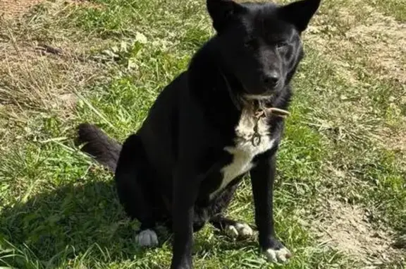 Найдена собака, Москва, фото: Собака найдена: Москва, черн., бел. грудь