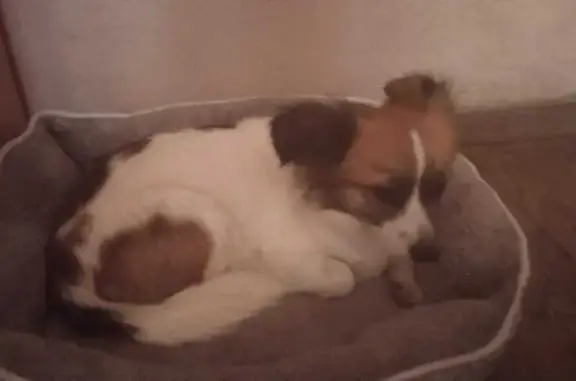 Найдена собака, Самара, Самарская область