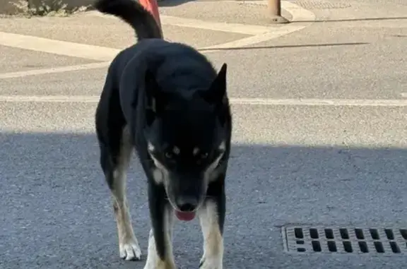 Найдена собака на ул. Будённого, Краснодар