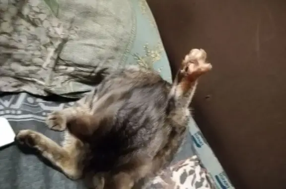 Кошки потеряшки, Ижевск, фото: Потеряшка кошка, ул. Металлистов, 32