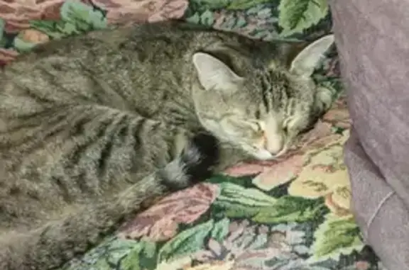 Кошка найдена на ул. Карла Маркса, Томск