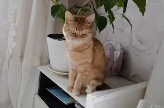 Кошки потеряшки, Морозовск, фото: Потеряшка кошка, ул. Зеленского 8, Морозовск