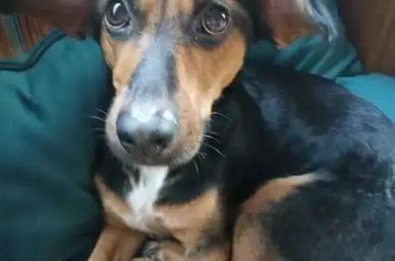 Пропала собака, 4 мкр, Стрежевой