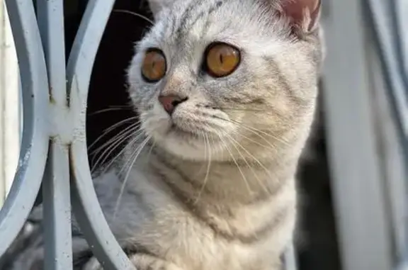 Пропала кошка, Красная площадь, 3