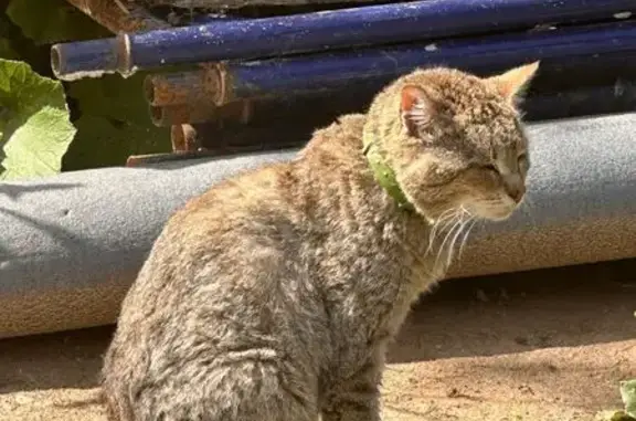 Найдена кошка, Юрлово, фото: Кошка найдена в Юрлово, 46Н-11367