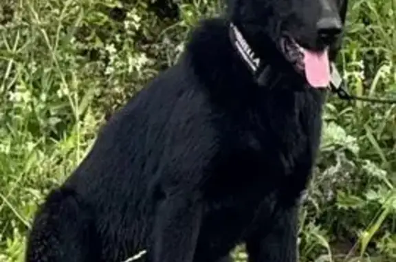 Пропала собака, Стригуны, Белгородская обл.