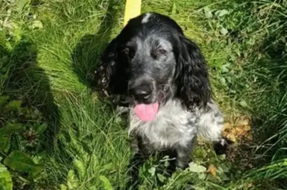 Найденные животные Томск, фото: Спаниель найден: 1-й Аникинский пер., Томск