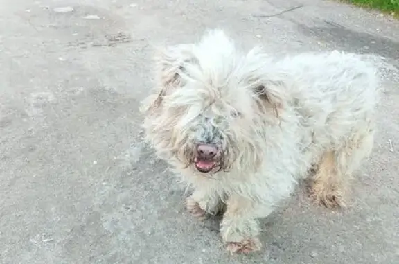 Найдена собака, Ржев, фото: Найдена белая собака, ул. Краностроителей 20