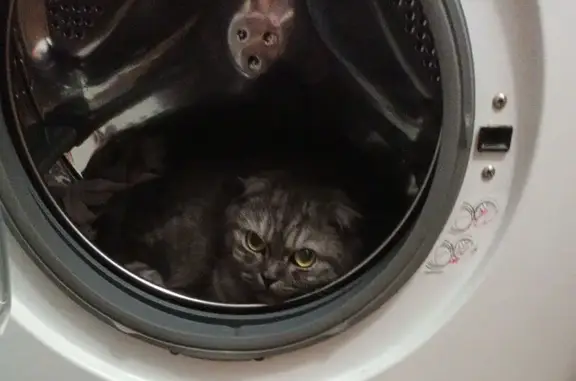 Кошки потеряшки, Новоуральск, фото: Потеряшка кошка, ул. Свердлова 9, Новоуральск