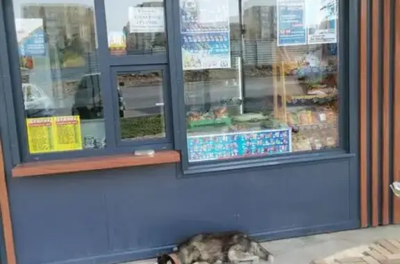 Найдена собака, Ставрополь, фото: Хаски найден: ул. Чапаева, 11А, Ставрополь