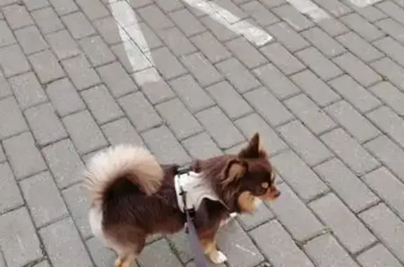 Пропала собака, ул. Дмитриева 2, Балашиха