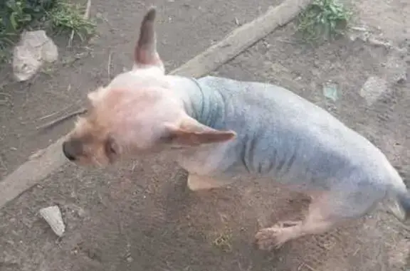 Пропала собака, Тула, ул. Волкова, 15