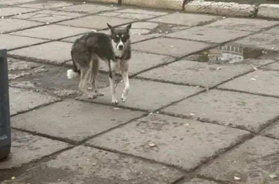 Собака найдена на ул. Ленинского Комсомола