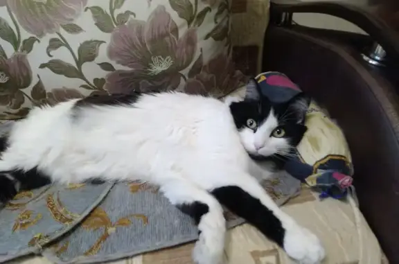 Кошки потеряшки, Липецк, фото: Потеряшка кошка, проспект 60 лет СССР, 15