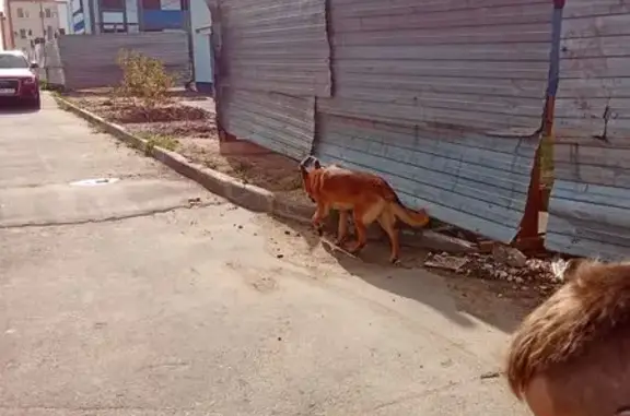 Найдена собака, Кохма, фото: Найдена собака, ул. Дубравина, 6, Кохма