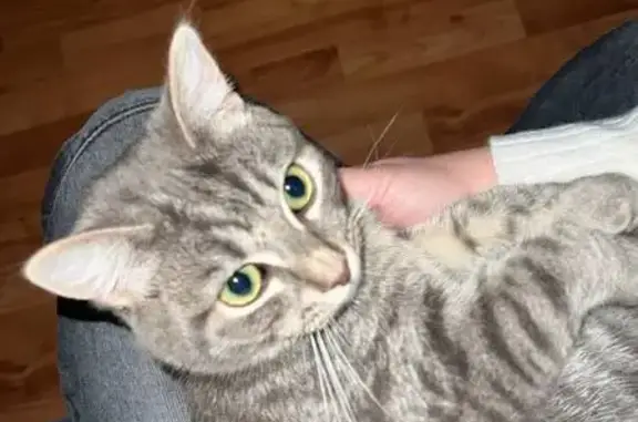 Объявления о пропавших и найденных животных, , фото: Пропала кошка, Юбилейная ул. 12, Рефтинский