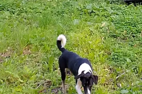 Найдена собака, Вологодская область, фото: Найдена собака, Вологда, Вологодская обл.