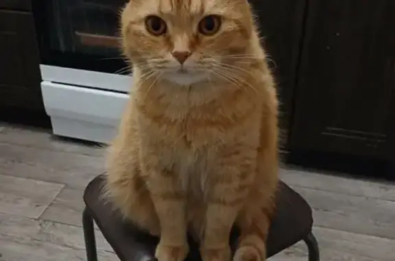 Кошки потеряшки, Оренбург, фото: Потеряшка кошка, ул. С. Лазо, Оренбург