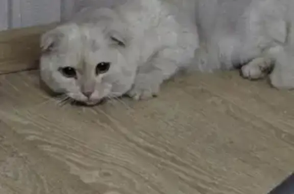 Найдена кошка, Волгоград, фото: Кошка найдена: ул. Таращанцев, 6, Волгоград