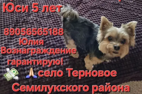 Пропала собака в Терновом, Воронежская обл.