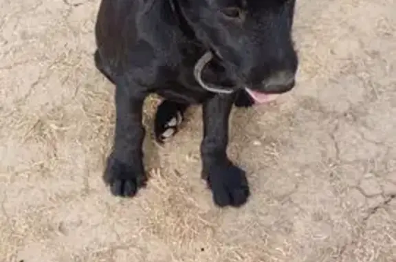 Пропала собака, Добровское, Крым