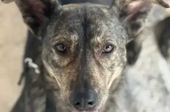 Найдена собака, д. Федюково, Новая ул. 27