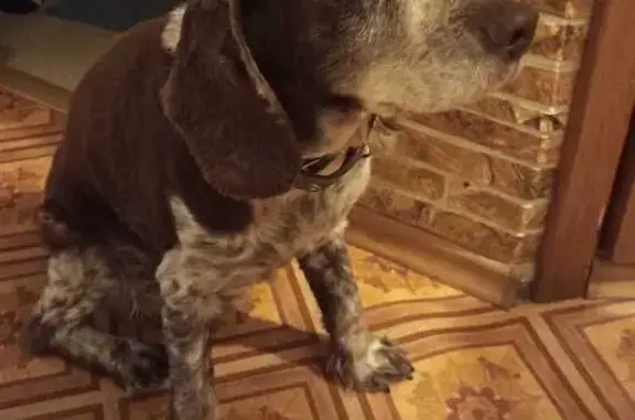 Найдена собака, Пушкин, фото: Собака найдена: Новодеревенская ул., Пушкин